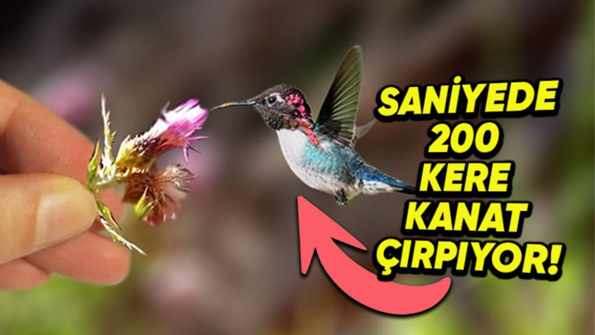 Dünyanın En Küçük Kuşu Hangisidir? Yalnızca 5,5 cm!