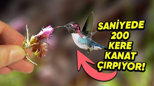 Dünyanın En Küçük Kuşu Hangisidir? Yalnızca 5,5 cm!