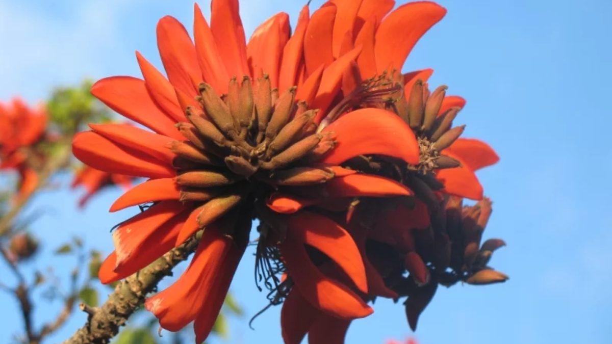 Bilim İnsanları, Irkçı Bitki İsimlerini Değiştirecek