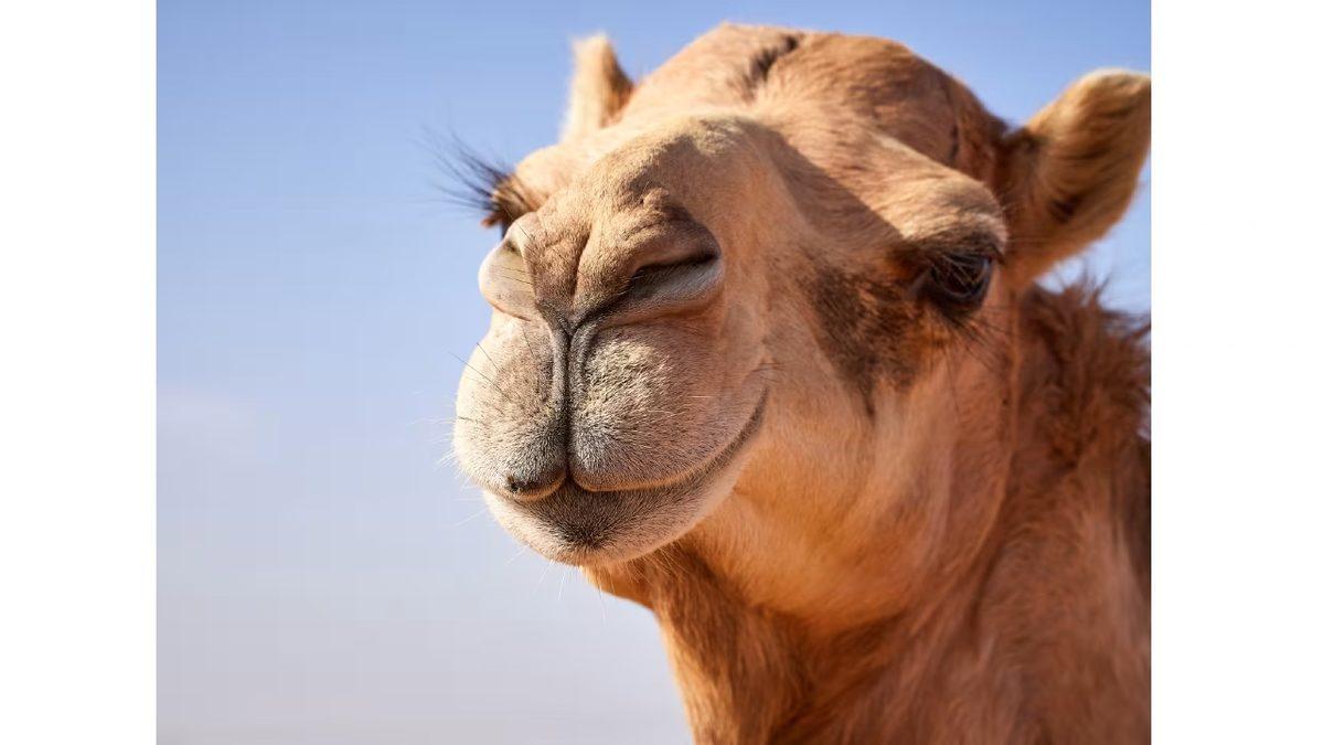 Arabistan’da Develere Botoks Yaptırılmasının Tadınızı Kaçıracak Sebebi