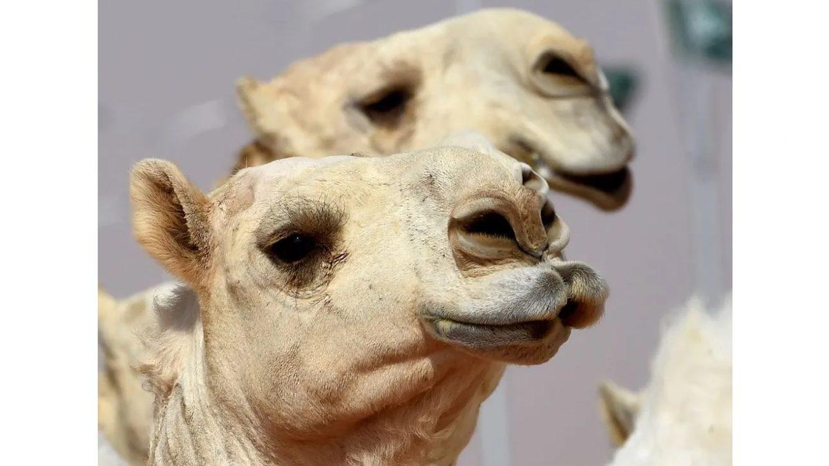 Arabistan’da Develere Botoks Yaptırılmasının Tadınızı Kaçıracak Sebebi