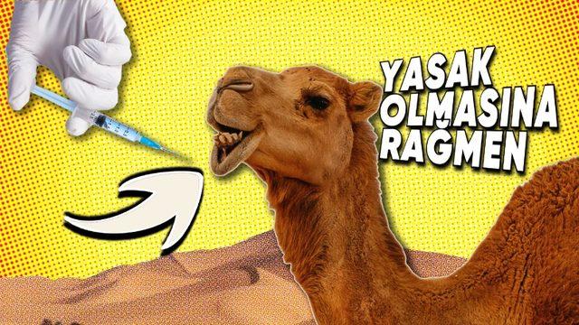 Arabistan’da Develere Botoks Yaptırılmasının Tadınızı Kaçıracak Sebebi