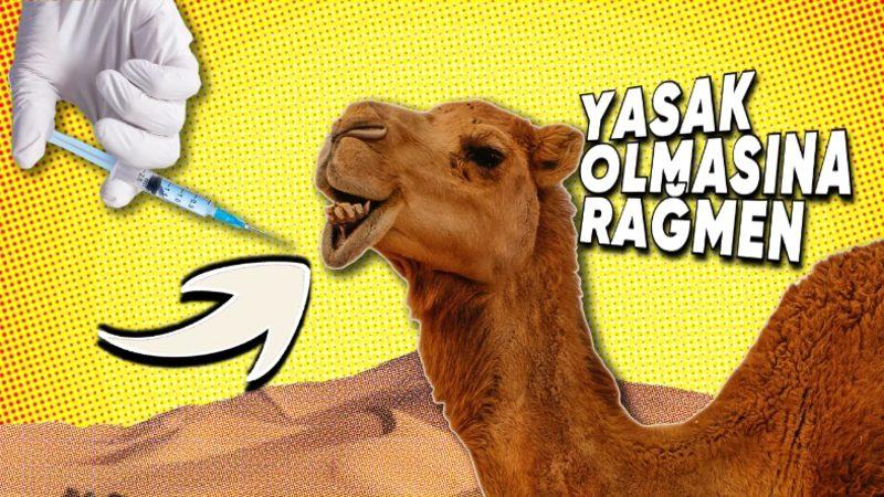 Arabistan’da Develere Botoks Yaptırılmasının Tadınızı Kaçıracak Sebebi