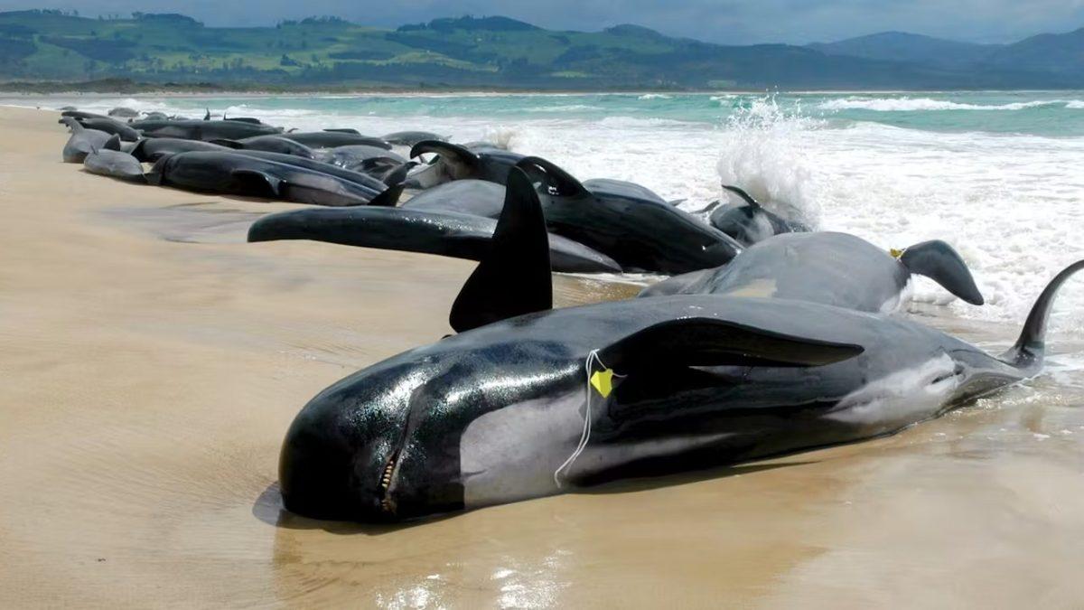Balinaların Toplu Olarak Karaya Vurmalarının Arkasında Hangi Sebepler Yatıyor?
