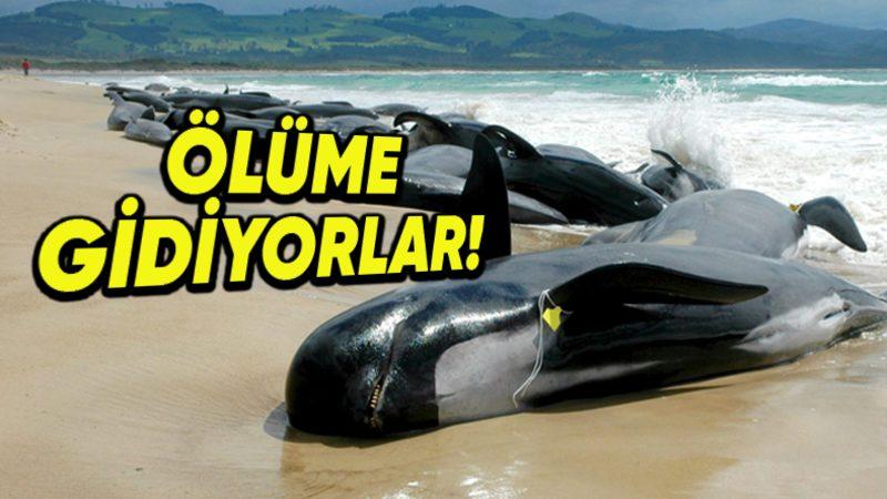 Balinaların Toplu Olarak Karaya Vurmalarının Arkasında Hangi Sebepler Yatıyor?