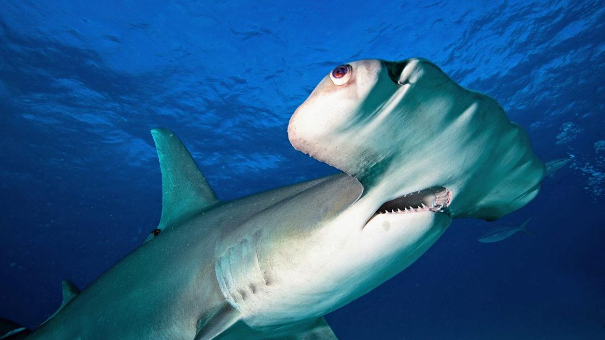 Çekiç Başlı Köpek Balıklarının Başları Neden Diğer Balıklara Göre Bu Kadar Farklı? Garip Görünümlerinin Avantajları Büyük!