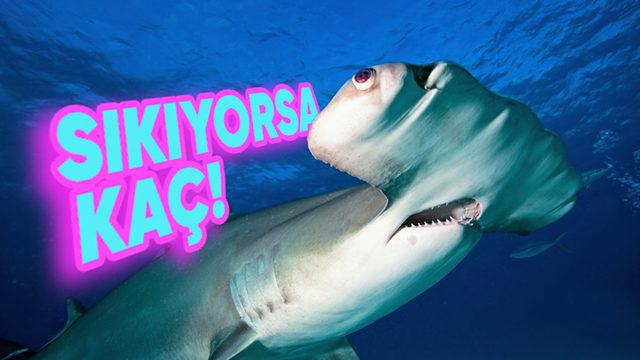 Çekiç Başlı Köpek Balıklarının Başları Neden Diğer Balıklara Göre Bu Kadar Farklı? Garip Görünümlerinin Avantajları Büyük!