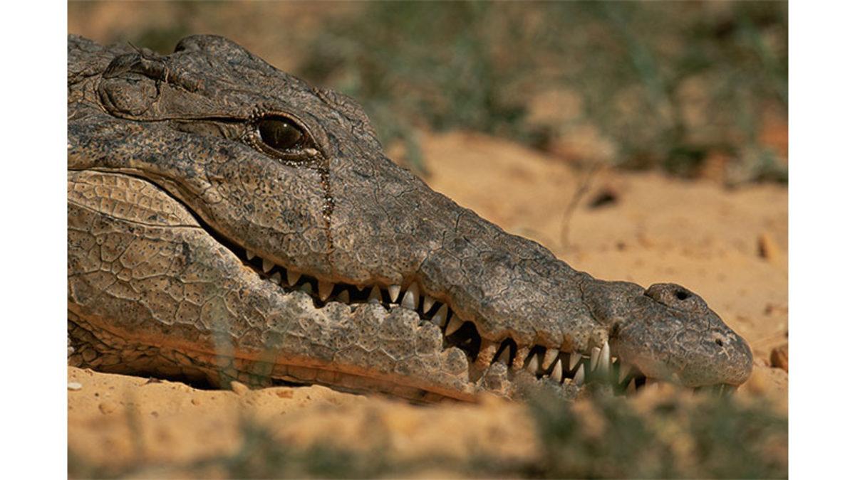 Yalandan Ağlayan İnsanlar İçin Kullandığımız 