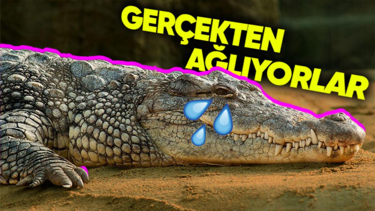 Yalandan Ağlayan İnsanlar İçin Kullandığımız "Timsah Gözyaşı" Aslında Gerçekmiş! Peki Timsahlar Neden Gözyaşı Döküyor?