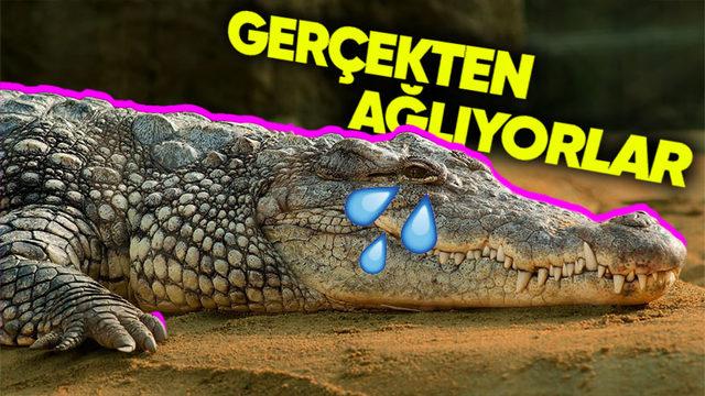 Yalandan Ağlayan İnsanlar İçin Kullandığımız "Timsah Gözyaşı" Aslında Gerçekmiş! Peki Timsahlar Neden Gözyaşı Döküyor?