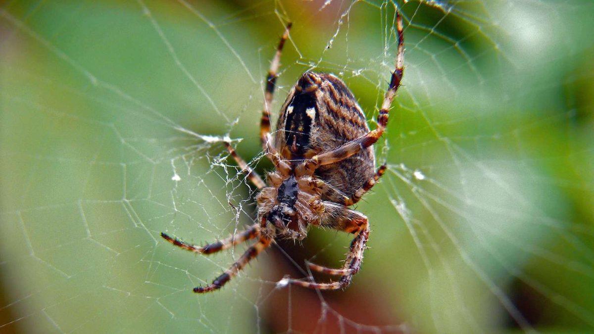 Örümcekler Nasıl Oluyor da Kendi Ördükleri Ağlara Yapışıp Kalmıyor?