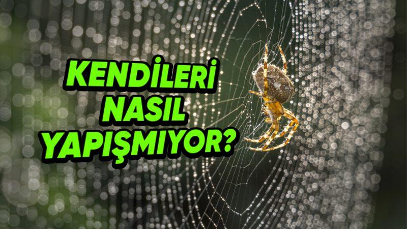 Örümcekler Nasıl Oluyor da Kendi Ördükleri Ağlara Yapışıp Kalmıyor?