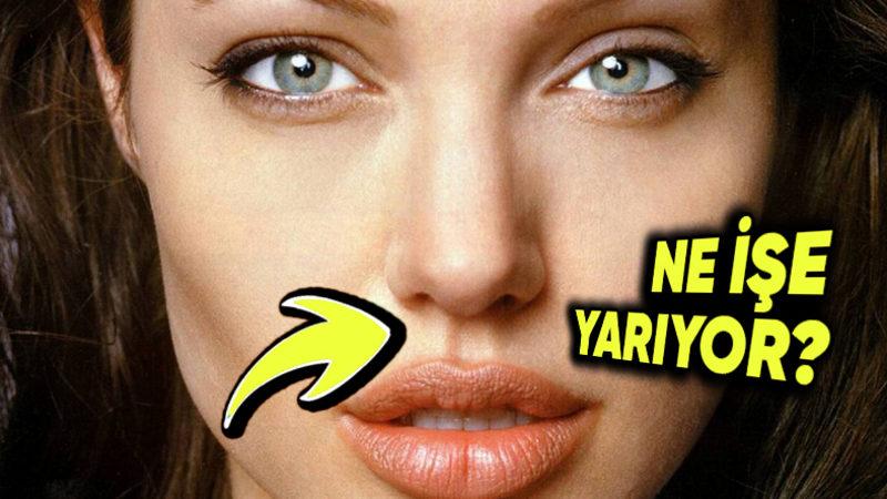 Burnumuzun Altında Yer Alan Bu Küçük Oluğun İşlevi Ne?