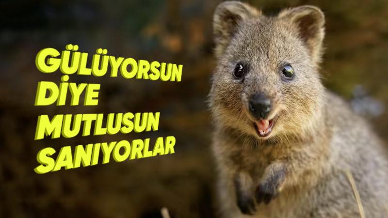 Sürekli Gülen, Dünyanın En Mutlu Hayvanı ‘Quokkalar’ Hakkında 5 Enteresan Bilgi