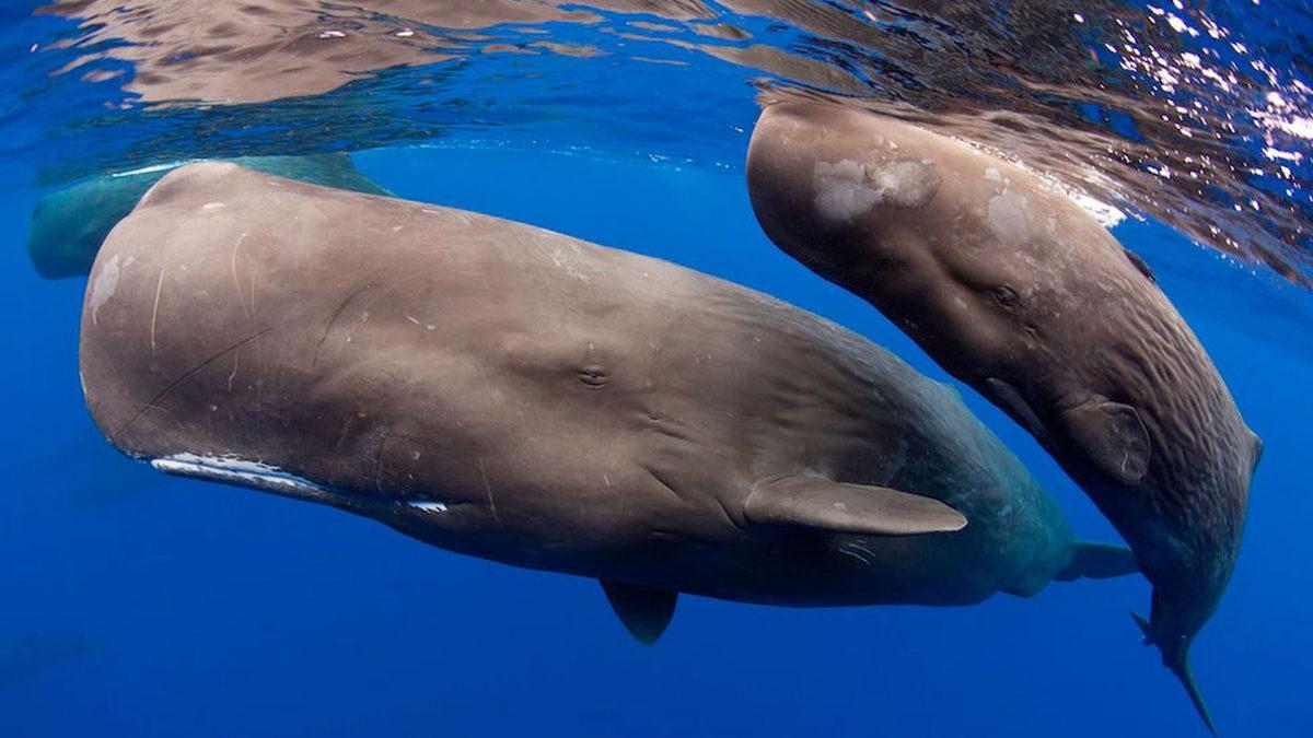 Dünyanın En Büyük Beynine Sahip Hayvan Hangisi? Boyu, İnsan Beyninin 6 Katı Kadar!