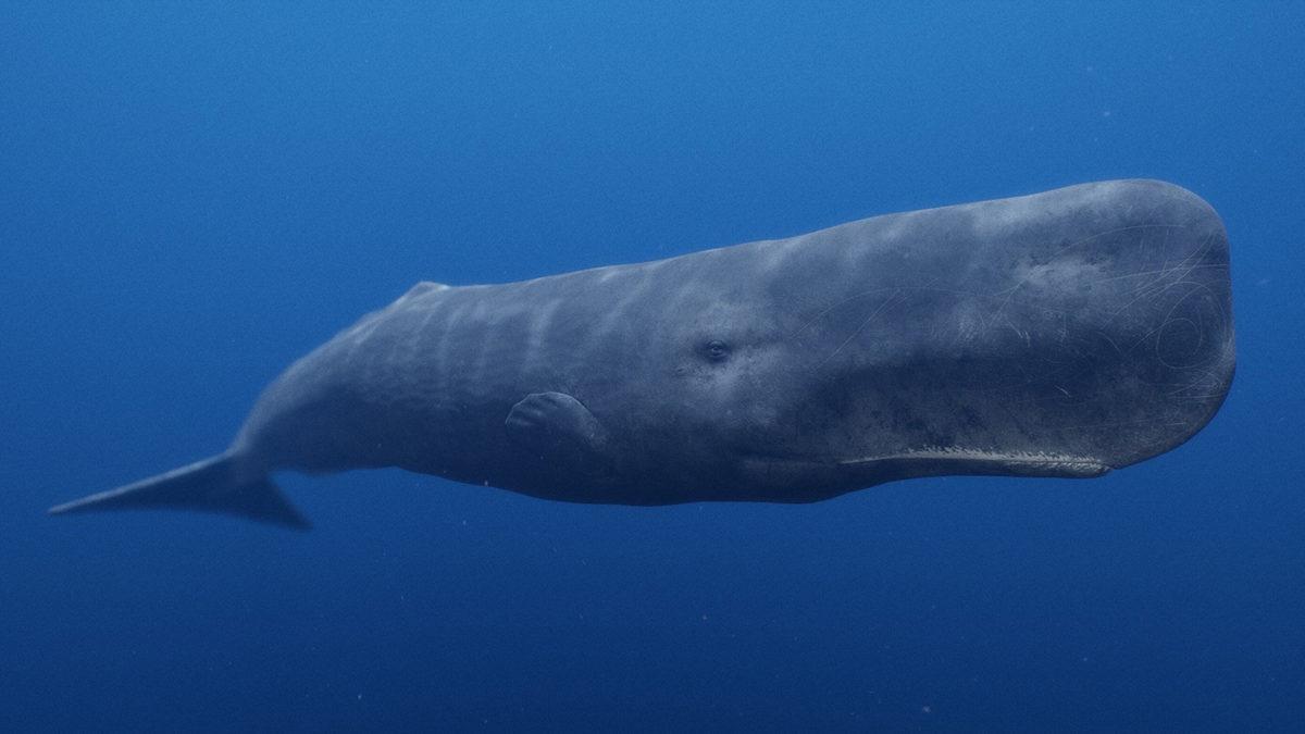 Dünyanın En Büyük Beynine Sahip Hayvan Hangisi? Boyu, İnsan Beyninin 6 Katı Kadar!