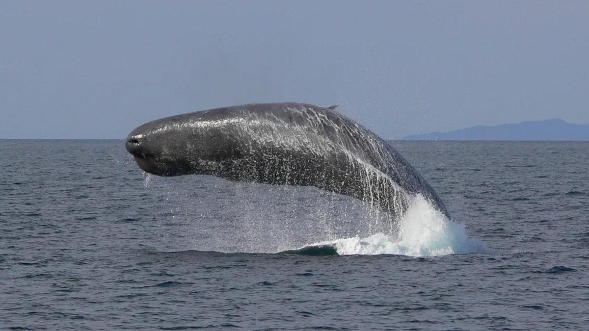 Dünyanın En Büyük Beynine Sahip Hayvan Hangisi? Boyu, İnsan Beyninin 6 Katı Kadar!