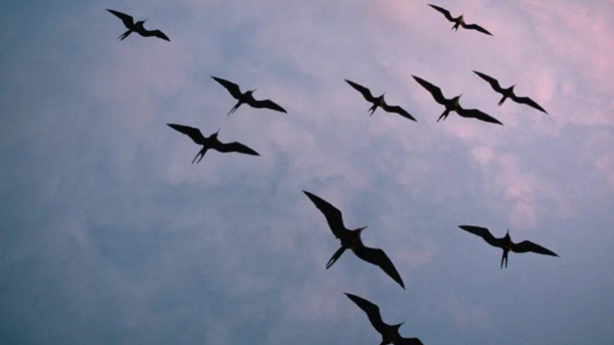 Haftalarca Hatta Aylarca Hiç Durmadan Kanat Çırpan Kuşlar, Uçarken Uyuyabilir mi?