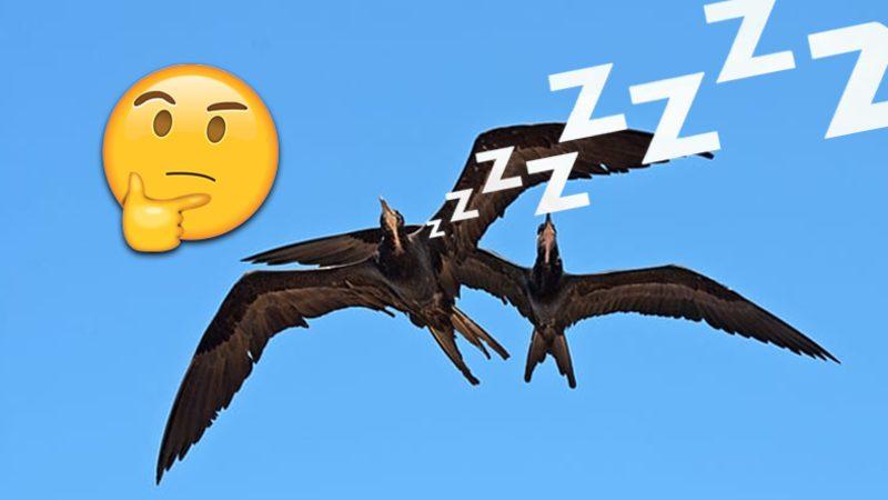 Haftalarca Hatta Aylarca Hiç Durmadan Kanat Çırpan Kuşlar, Uçarken Uyuyabilir mi?