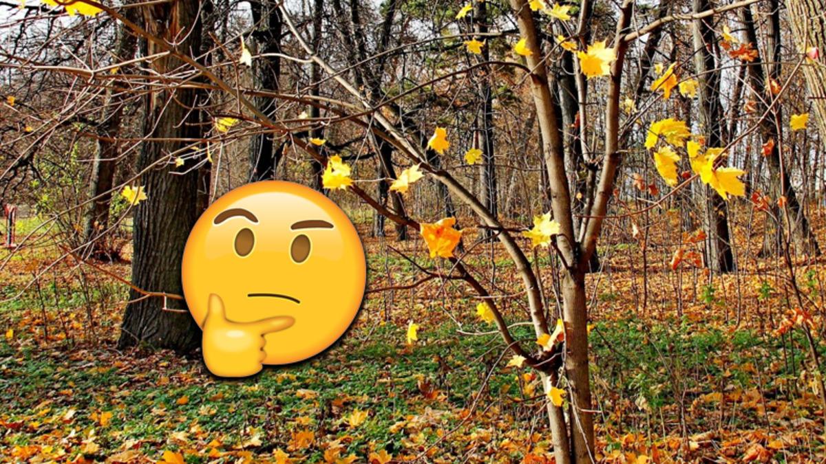 Sonbaharda Bazı Ağaçlar Yapraklarını Dökerken Bazıları Neden Dökmez?