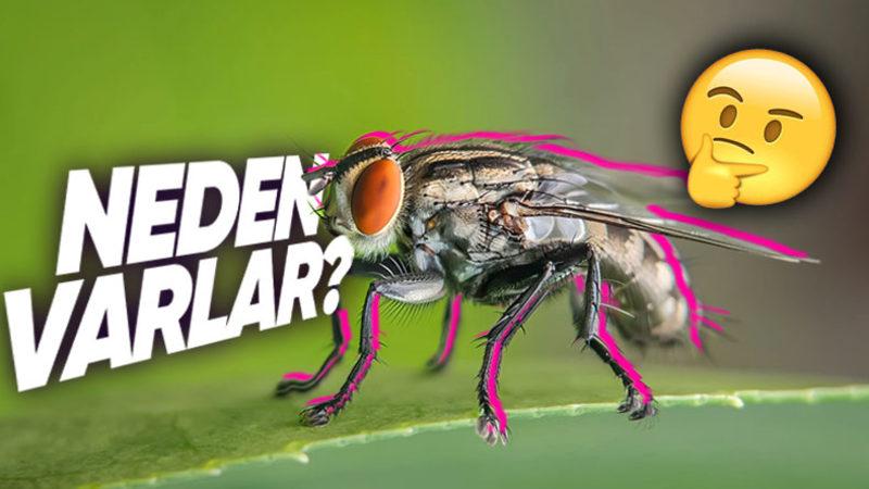 Hepimizin Sinirini Bozan Kara Sinekler Olmasaydı Ne Olurdu? Temiz Su İçiyorsak Onların Sayesinde!
