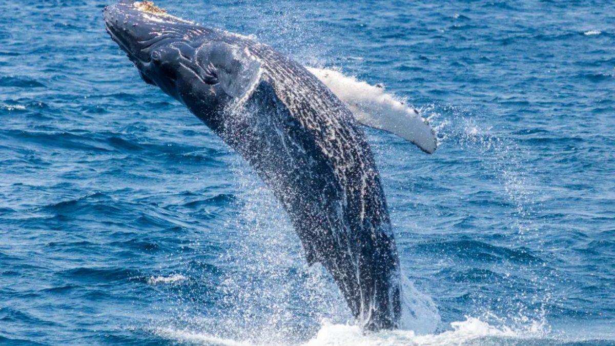 Balinaların Suyun Üstüne Doğru Zıplamalarının Amacı Ne, Neden Bunu Yapıyorlar?