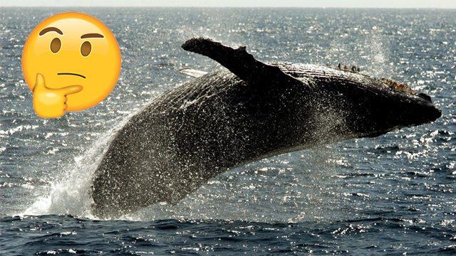 Balinaların Suyun Üstüne Doğru Zıplamalarının Amacı Ne, Neden Bunu Yapıyorlar?