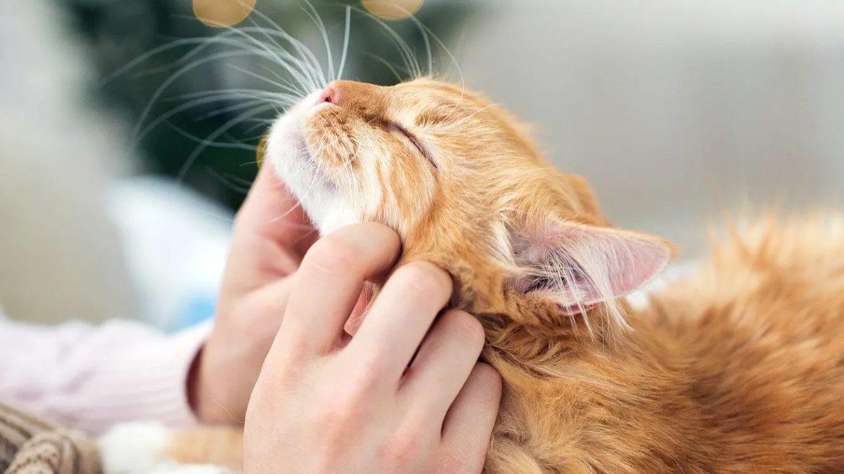 Kediler Mırlayarak Aslında Ne Anlatmak İsterler?