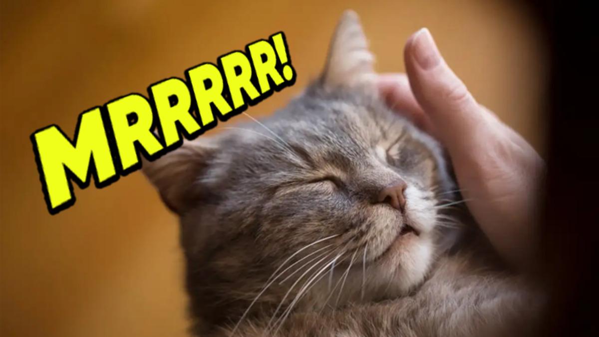 Kediler Mırlayarak Aslında Ne Anlatmak İsterler?