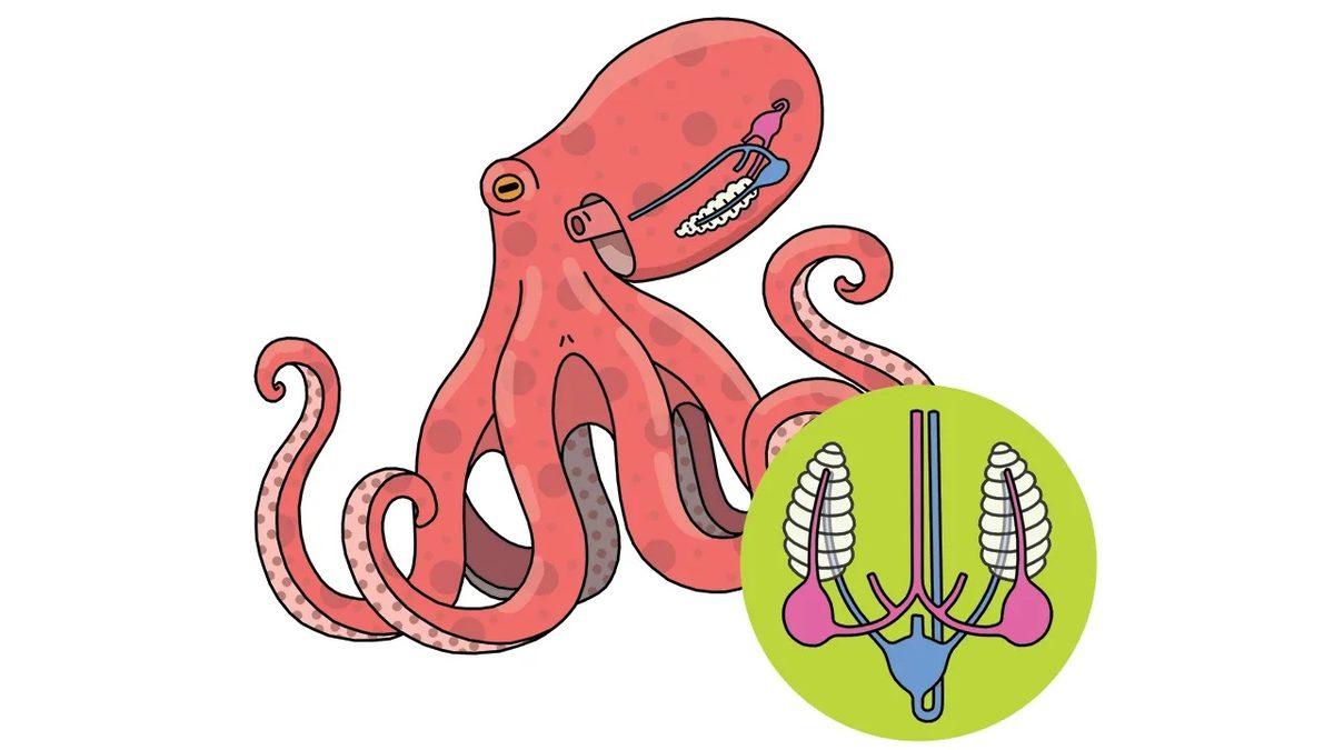 Ahtapotlar Neden 3 Kalbe Sahip? Kanlarının Mavi Olmasıyla Bir İlgisi Var!