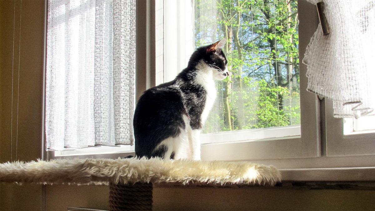 Bir de Nankör Derler: Kedilerin, Evdeki Diğer Canlıların Ölümüne Yas Tuttuğu Ortaya Çıktı