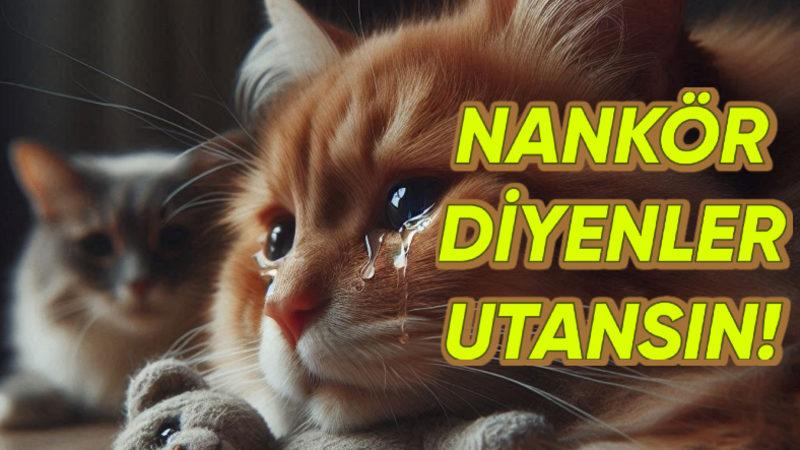 Bir de Nankör Derler: Kedilerin, Evdeki Diğer Canlıların Ölümüne Yas Tuttuğu Ortaya Çıktı