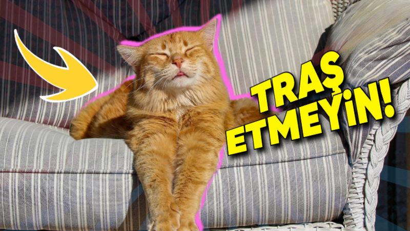 Hayvanların Tüylerinin Onları Sıcaktan Nasıl Koruduğunu Öğrenince Bir Daha Tıraş Ettirmeye Tövbe Edeceksiniz