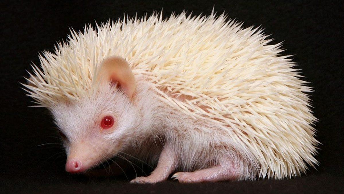 Albino Hayvanların Gözleri Neden Kırmızı Olur?