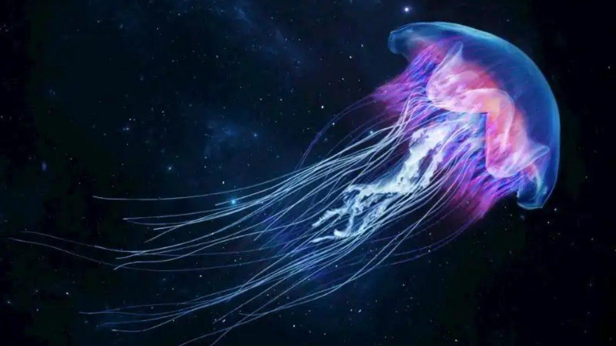 Denizanaları Nasıl Oluyor da İnsan Vücudunda Değdiği Bölgeyi Yakabiliyor?