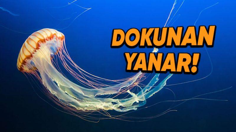Denizanaları Nasıl Oluyor da İnsan Vücudunda Değdiği Bölgeyi Yakabiliyor?