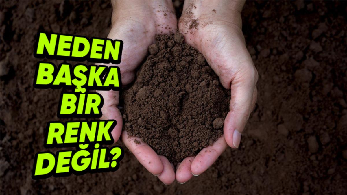 Toprakların Çoğu Neden Kahverengidir? İçindeki Maddelerle Bir İlgisi Var!