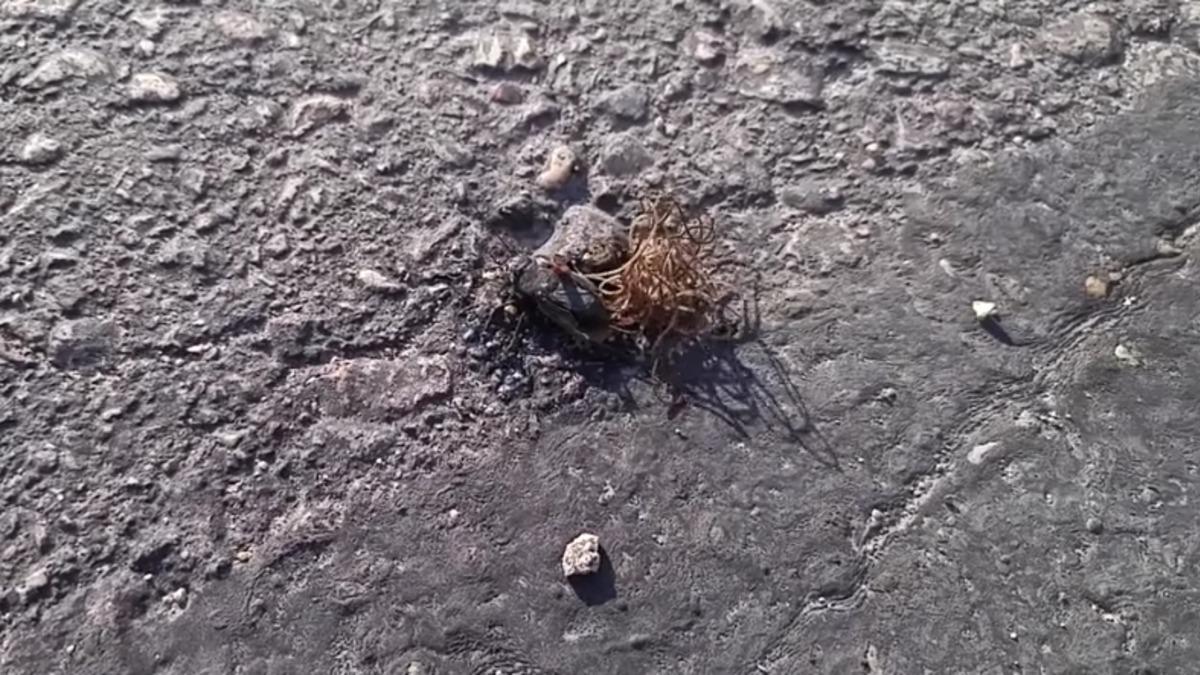 Resident Evil’dan Fırlamış Parazitin Korkunç Videosu!