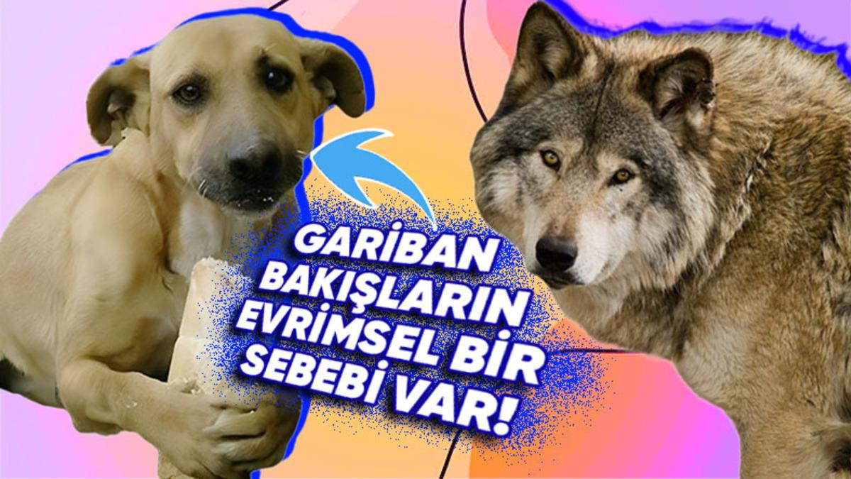 Köpekler Üzgün Bakışlara Sahipken Aynı Familyadan Olan Kurtlar Neden Böyle Mimikler Gösteremez? Ardındaki Sebebi Öğrenince “Vay Be!” Diyeceksiniz!