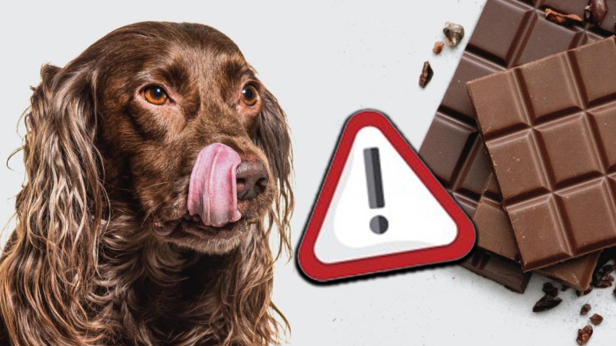Çikolata, Neden Köpeklerin Asla Yememesi Gereken Gıdalar Arasındadır?