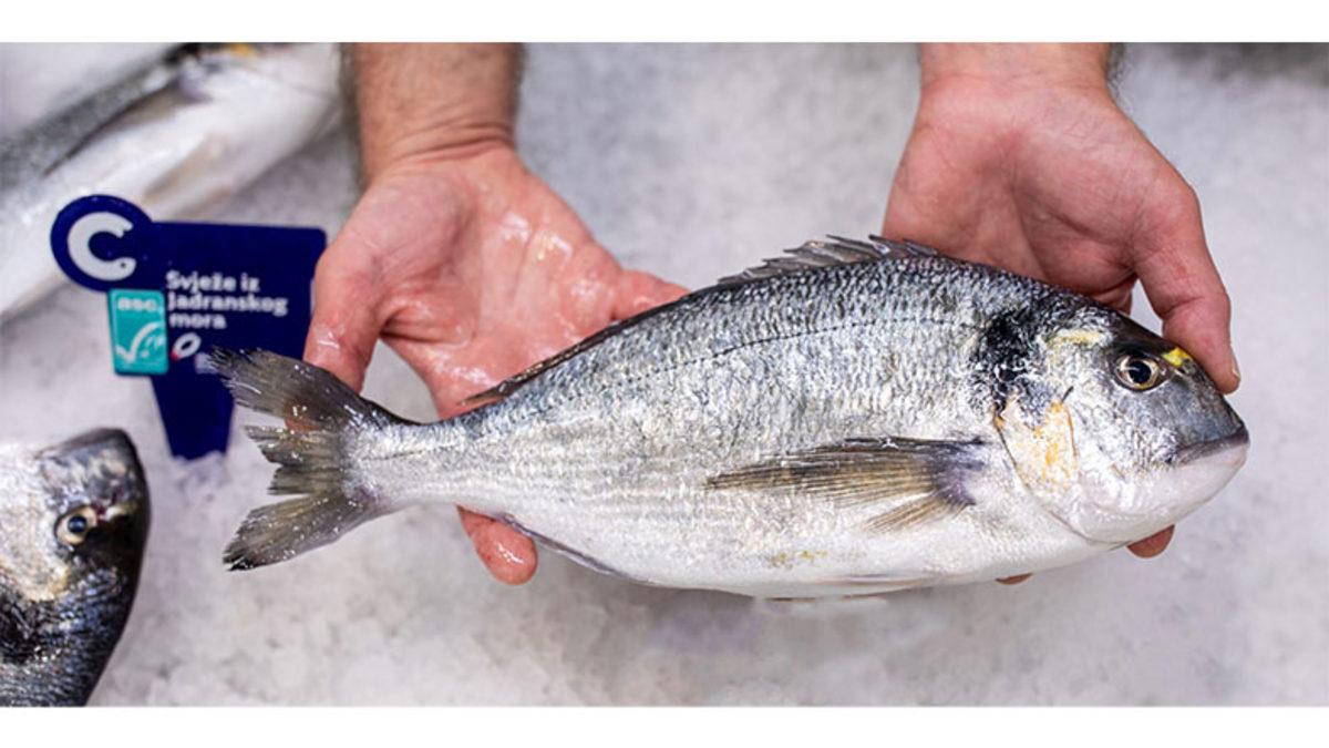Çipuraların Doğduktan Bir Süre Sonra Neden Cinsiyet Değiştirdiklerini Öğrenince Ağzınız Açık Kalacak!