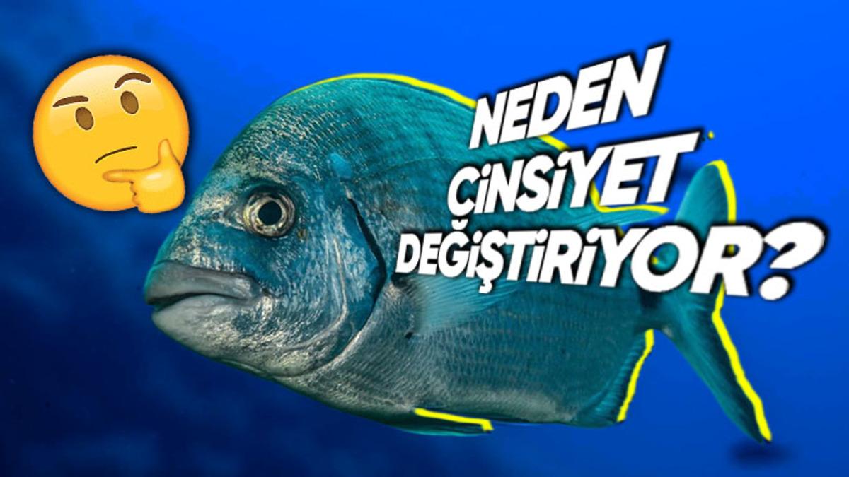 Çipuraların Doğduktan Bir Süre Sonra Neden Cinsiyet Değiştirdiklerini Öğrenince Ağzınız Açık Kalacak!