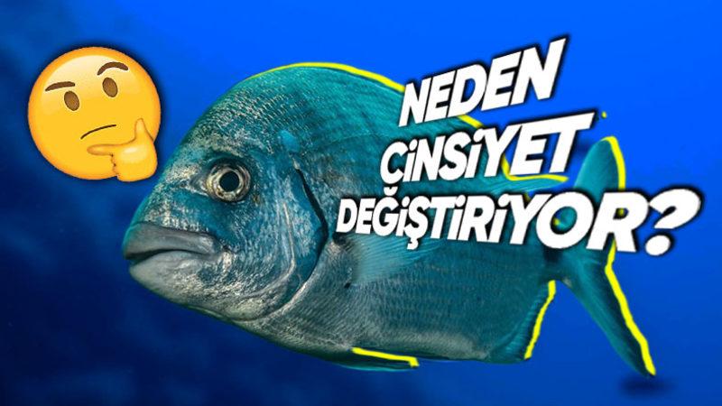 Çipuraların Doğduktan Bir Süre Sonra Neden Cinsiyet Değiştirdiklerini Öğrenince Ağzınız Açık Kalacak!