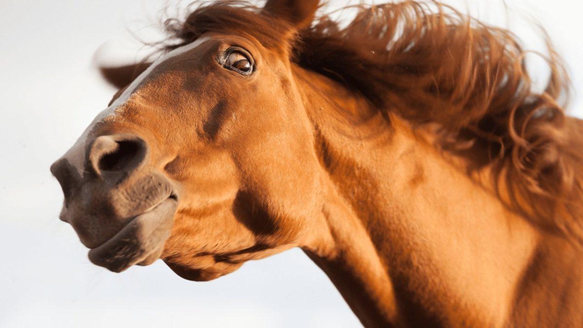 Orta Çağ’da Satıcılar, Atların Anüsüne Neden Yılan Balığı Yerleştirirlerdi?