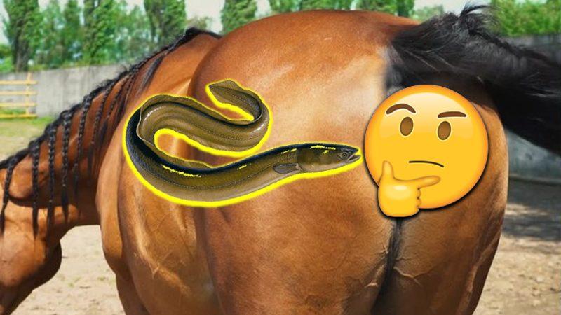 Orta Çağ’da Satıcılar, Atların Anüsüne Neden Yılan Balığı Yerleştirirlerdi?