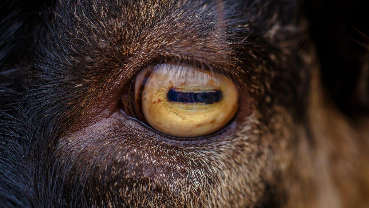 Bazı Hayvanların Göz Bebekleri Yatayken Bazılarının Dikey Olmasının Sebebi Ne? İnsanlarınki Neden Yuvarlak?