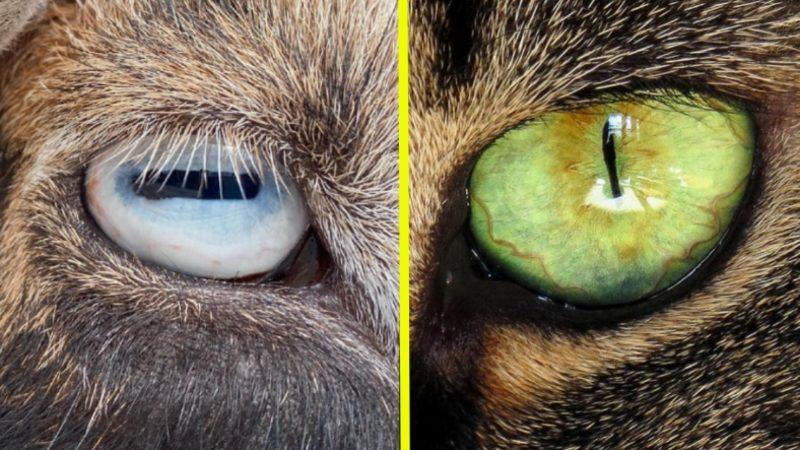 Bazı Hayvanların Göz Bebekleri Yatayken Bazılarının Dikey Olmasının Sebebi Ne? İnsanlarınki Neden Yuvarlak?