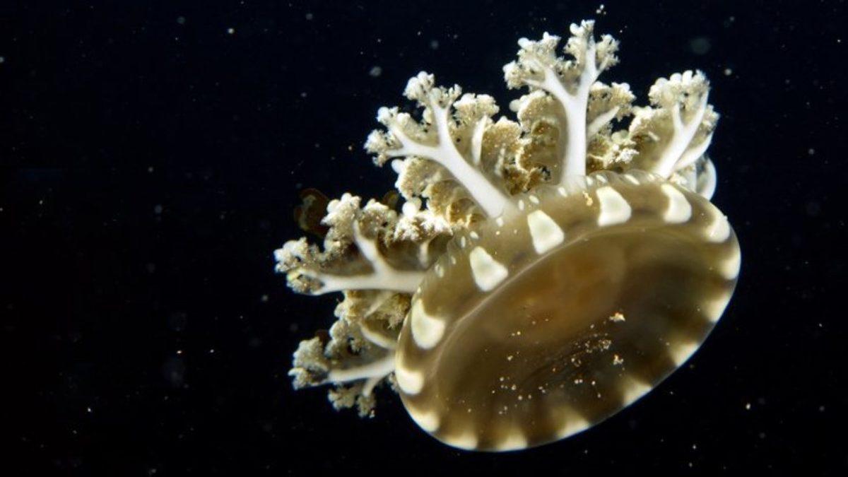 Denizanalarının Bir Türü Nasıl Oluyor da Vücudunuza Dokunmadan Sizi Sokabiliyor?