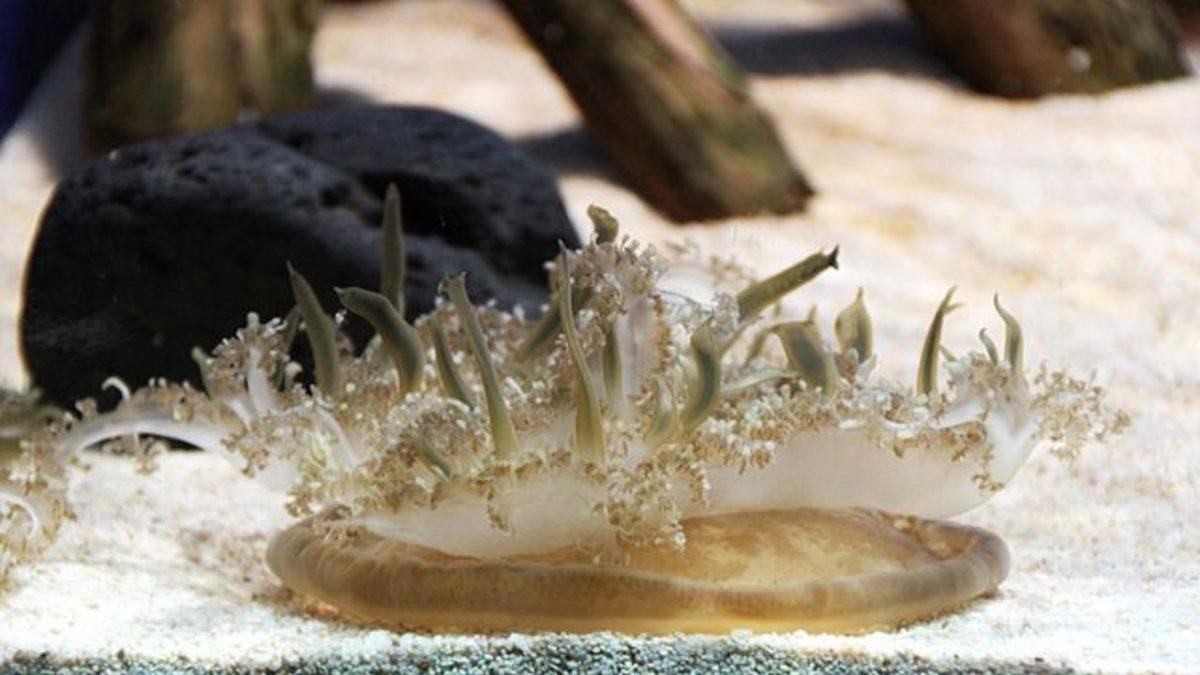 Denizanalarının Bir Türü Nasıl Oluyor da Vücudunuza Dokunmadan Sizi Sokabiliyor?