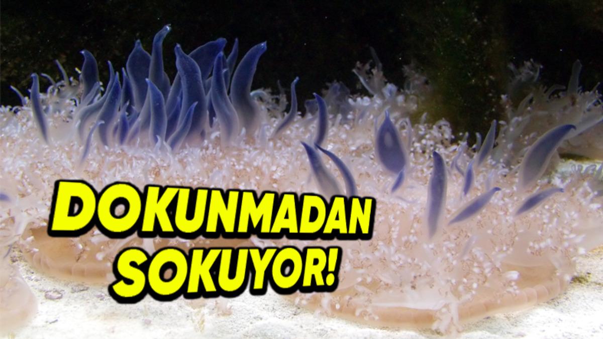 Denizanalarının Bir Türü Nasıl Oluyor da Vücudunuza Dokunmadan Sizi Sokabiliyor?